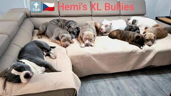 Štěňátka American Bully XL - registrace ABKC  (Jihlava CZ) - 16