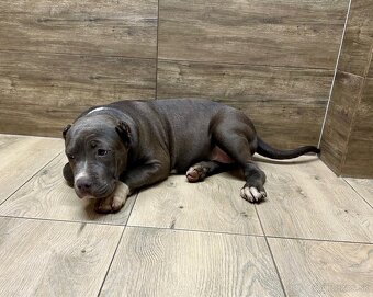 American Bully XL - 16