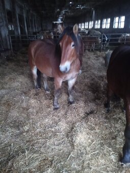 Predám 7 ťažnych zrebcov - 16