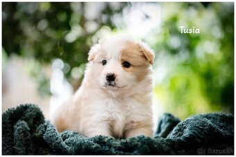 Border Collie Border Kolia s PP FCI barva ee red - 16