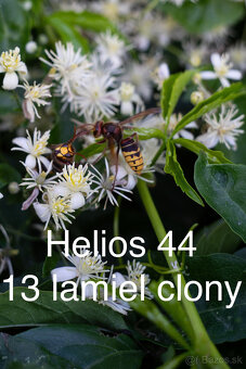Helios 44 2/58 mm 13 lamiel clony - 16