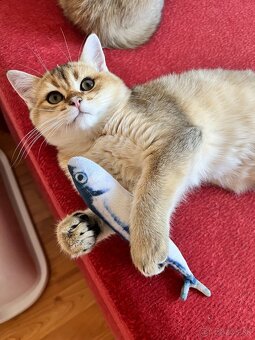 Scottish Straight v zlatej farbe - 16