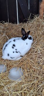 Predám malý chov mäsových králikov. - 16