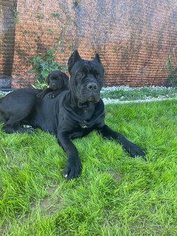 Cane corso - 16