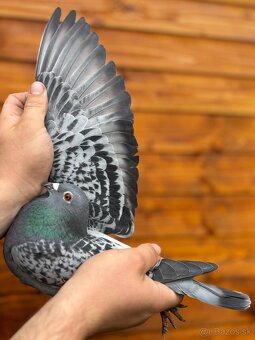 Poštové holuby - 16