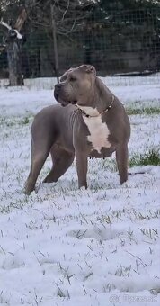 Štěňata American Bully XL s PP ABKC - 16