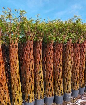 AKTUÁLNE❗PLETENÁ VŔBA, AMERICKÁ vŕba Salix ❗180CM ❗CELÉ SK❗ - 16