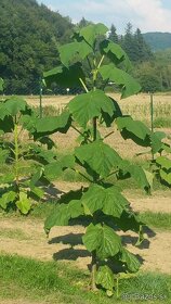 Paulownia- Včelia pastva - 16