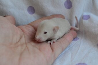 Potkaníky s rodokmeňom - 16