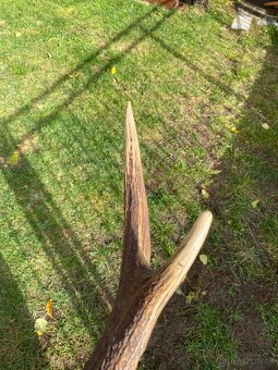 Jelenie zhody / parohy 74cm - 16