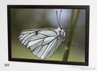 Fotografie motýľov, zarámované, 96 x66 (101 x 70) cm - 16
