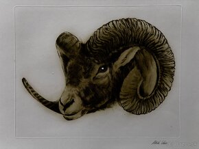 Ales Vaic - lesnicka tematiky - 16