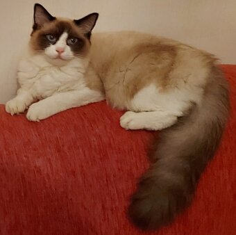 Ponukam ragdoll kocurov na krytie - 16