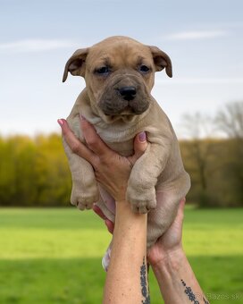 American Bully XL - Exkluzívne spojenie šampiónov - 16
