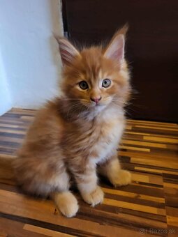 Mačiatka Maine Coon - 16