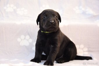 Labrador Retriever Anglická pracovná linia - 16