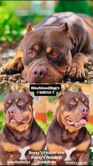 American bully xl/xxl s PP - 16
