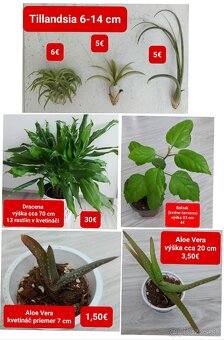 Izbové rastliny - 16
