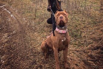 Bandog , Molos , Mastif - 16