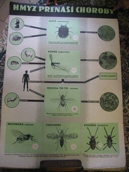 staré školské tabule/plagáty raslín-stromov-zvierat - 16