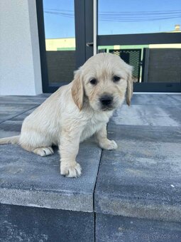 Zlatý retriever - 16