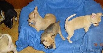 čivava krátkosrstá - 16