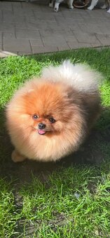 Pomeranian s pp FCI - 16