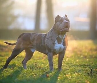 American bully XL - 16