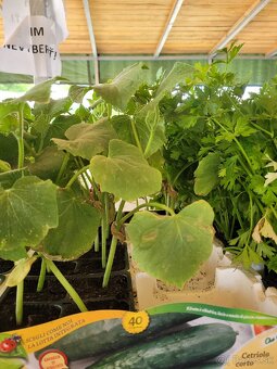 Predám planty stále 90% skladom plant - 16