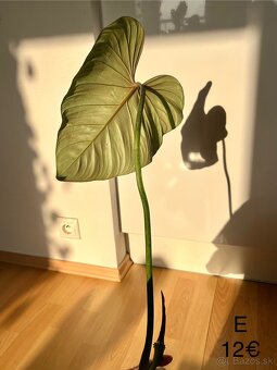 Philodendron Gloriosum odrezky - 16