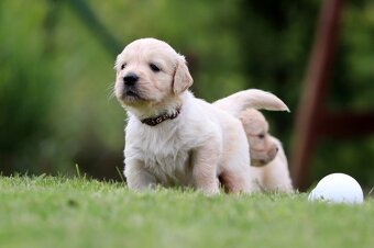 Zlatý retriever/ Golden retriever - 16
