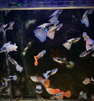 Guppy_čisté formy - 16
