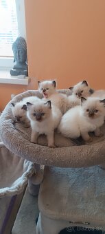 Ragdoll mačiatka, mačka - 16