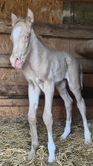 APH APHA PAINT HORSE ŽREBEC pripúšťanie - 16