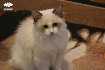 Ragdoll s PP - krémový kocúrik - 16