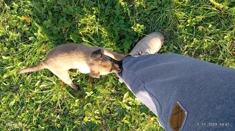 Šteniatka Belgický ovčiak - 16