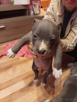 americky staforshier terrier - 16