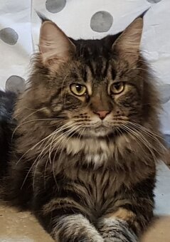Mainská Mývalia mačka / Maine Coon - 16