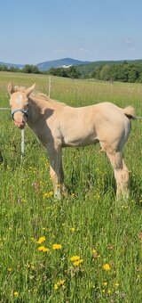APH APHA PAINT HORSE ŽREBECE pripúšťanie - 16