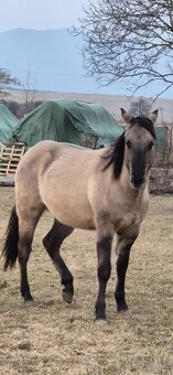 APH APHA PAINT HORSE ŽREBECE pripúšťanie - 16