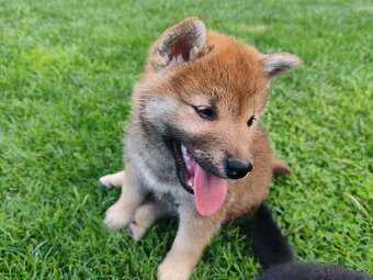Shiba inu psýky s PP - 16