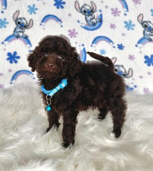 Pudel toy / Pudlík toy - CHOCOLATE psíček - 16