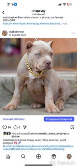 ŠTENIATKA AMERICAN BULLY XL/XXL - 16