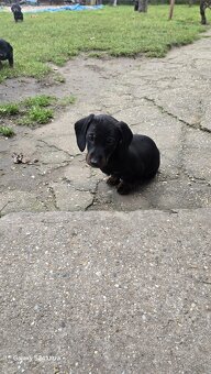 Jazvecik kratkosrsti. - 16