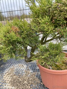 Predám yamadori - 16