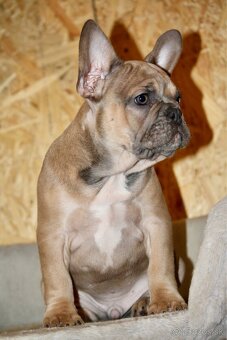 Francúzsky buldoček s PP - 16