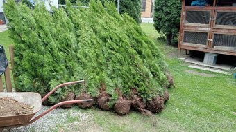 Tuja Smaragd, vavrínovec, červienka - Dolný Kubín, Ružombero - 16
