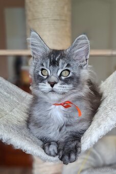 Maine coon,  mainská mývalia s PP - 16