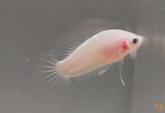 Bojovnica, betta, samec - 16