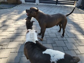 Americki staffordshire teriéra - Blue - 16